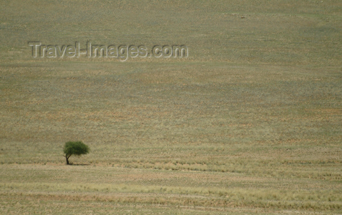 namibia33: Namibia: solitary tree on the pass - photo by J.Banks - (c) Travel-Images.com - Stock Photography agency - Image Bank