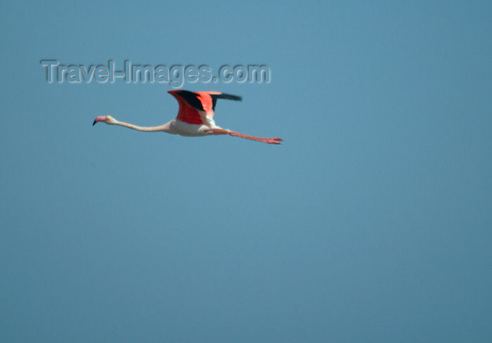 namibia43: Africa - Namibia - Walvis Bay: flamingo in flight - photo by J.Banks - (c) Travel-Images.com - Stock Photography agency - Image Bank