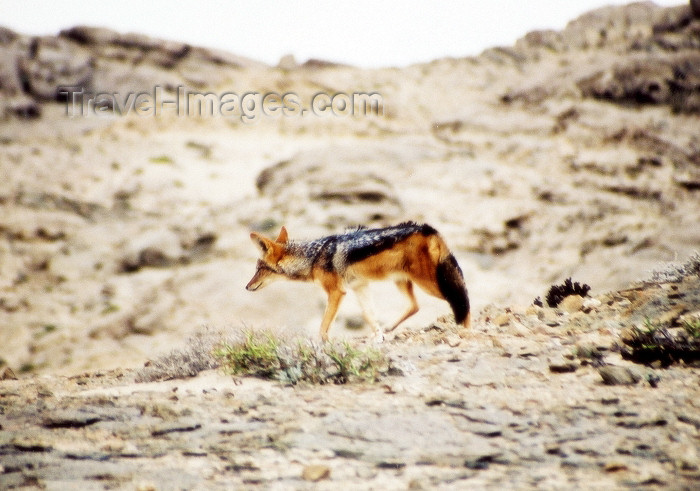 namibia45: Namibia - Swakopmund, Erongo region: jackal - photo by J.Stroh - (c) Travel-Images.com - Stock Photography agency - Image Bank