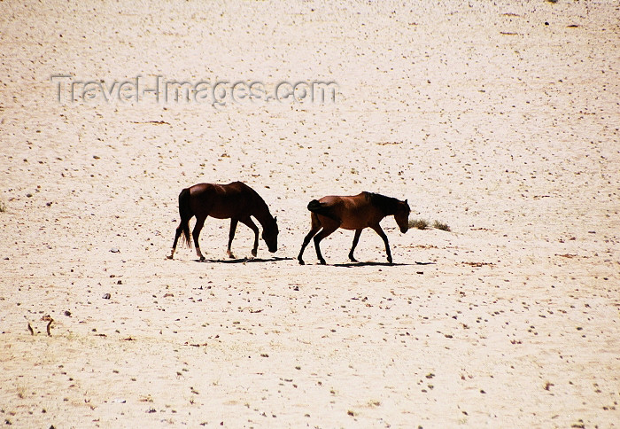 namibia46: Namibia - Swakopmund, Erongo region: wild horses - photo by J.Stroh - (c) Travel-Images.com - Stock Photography agency - Image Bank