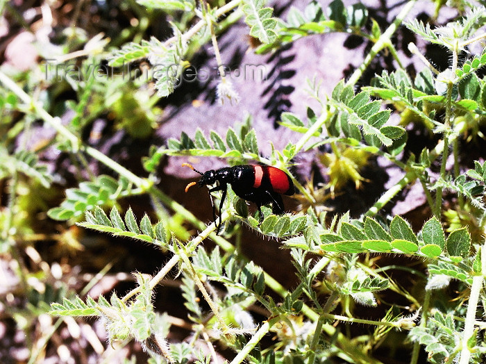 namibia48: Namibia - Fish River Canyon / Visrivier Canyon: beetle - photo by J.Stroh  - (c) Travel-Images.com - Stock Photography agency - Image Bank