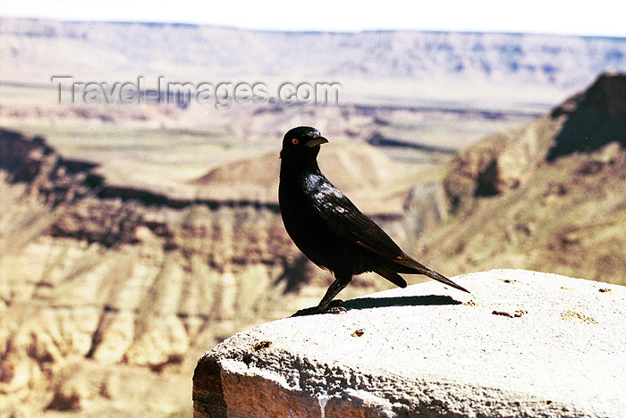 namibia49: Namibia - Fish River Canyon / Visrivier Canyon: Blackbird - Turdus merula - photo by J.Stroh - (c) Travel-Images.com - Stock Photography agency - Image Bank