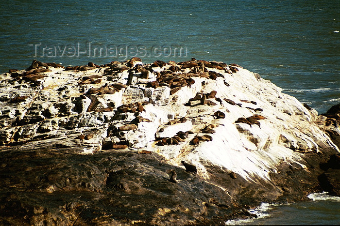 namibia52: Namibia - Lüderitz - Dias Cross: seals bask in the sun - photo by J.Stroh - (c) Travel-Images.com - Stock Photography agency - Image Bank