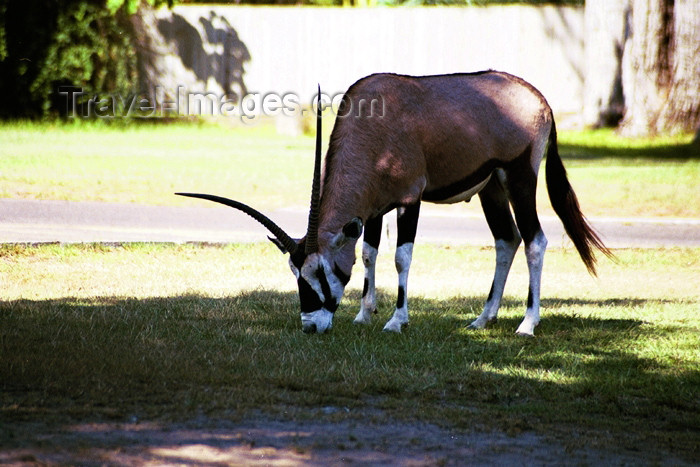 namibia57: Africa - Namibia - Oranjemund: Oryx - Gemsbock - Oryx gazella - photo by J.Stroh - (c) Travel-Images.com - Stock Photography agency - Image Bank