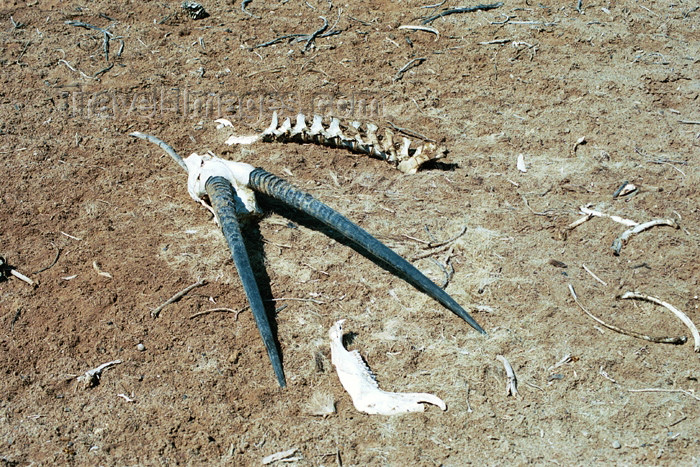 namibia58: Namibia - Oranjemund, Karas region: bones and horns - photo by J.Stroh - (c) Travel-Images.com - Stock Photography agency - Image Bank