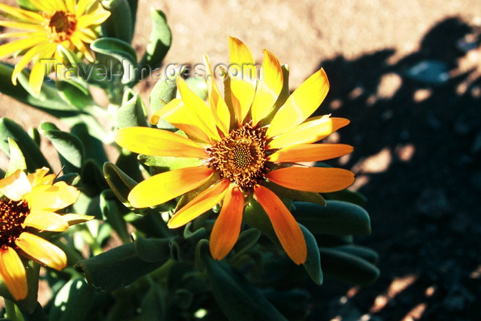 namibia59: Namibia - Rosh Pinah, Karas region: Kosmos flower - photo by J.Stroh - (c) Travel-Images.com - Stock Photography agency - Image Bank