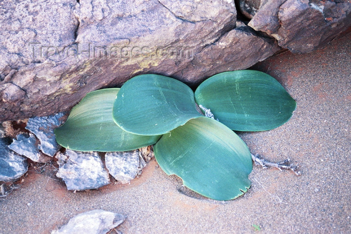 namibia65: Namibia - Rosh Pinah: plant - photo by J.Stroh - (c) Travel-Images.com - Stock Photography agency - Image Bank