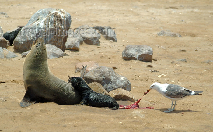 namibia7: Cape Cross Seal Reserve - Skeleton coast: newly born seal pup and his friend - seagul eating the placenta - Cape fur seals - Arctocephalus pusillus - photo by J.Banks - (c) Travel-Images.com - Stock Photography agency - Image Bank