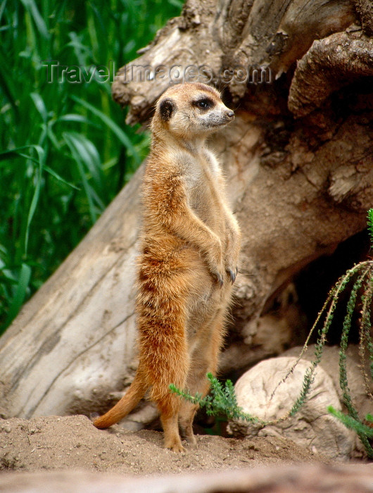 namibia73: Namibia - Etosha Park, Kunene region: meerkat or suricate - Suricata suricatta - photo by G.Friedman - (c) Travel-Images.com - Stock Photography agency - Image Bank