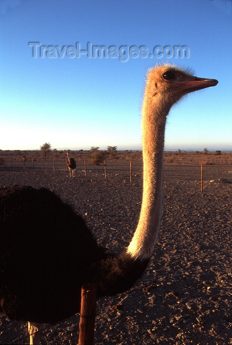 namibia74: Namibia - Etosha Park: Etosha Park, Kunene region: male Ostrich - Struthio camelus australis - photo by G.Friedman - (c) Travel-Images.com - Stock Photography agency - Image Bank