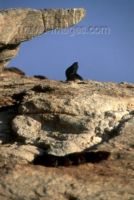 namibia75: Namibia - Luderitz - Dias Point: seal posing under a rock - photo by G.Friedman - (c) Travel-Images.com - Stock Photography agency - Image Bank