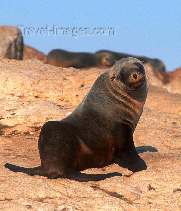 namibia76: Namibia - Luderitz - Dias Point / Diaz Cross: Cape Fur seal close-up - Arctocephalus pusillus pusillus - photo by G.Friedman - (c) Travel-Images.com - Stock Photography agency - Image Bank