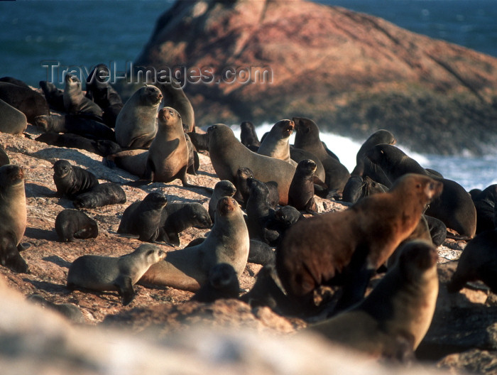 namibia77: Namibia - Luderitz - Dias Point: seal colony - photo by G.Friedman - (c) Travel-Images.com - Stock Photography agency - Image Bank