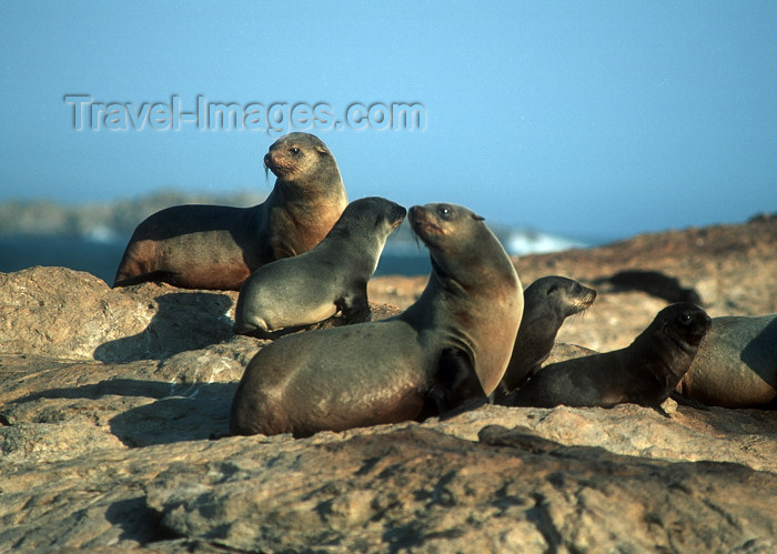 namibia78: Namibia - Luderitz - Dias Point: seal group - photo by G.Friedman - (c) Travel-Images.com - Stock Photography agency - Image Bank