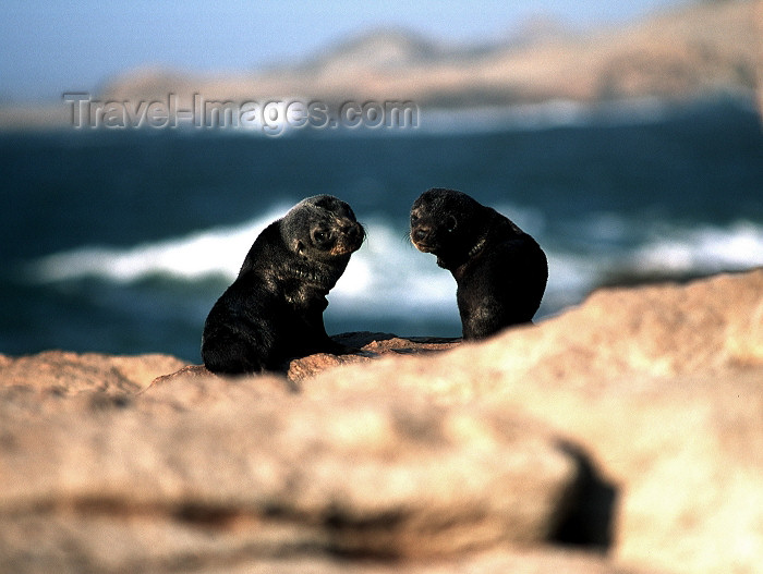 namibia79: Namibia - Luderitz - Dias Point / Dias Cross: baby seals - photo by G.Friedman - (c) Travel-Images.com - Stock Photography agency - Image Bank