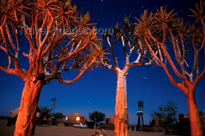 namibia87: Namibia - Keetmanshoop, Karas Region: Quiver trees at night - aloe dichotoma - Quiver Tree Forest - photo by G.Friedman - (c) Travel-Images.com - Stock Photography agency - Image Bank