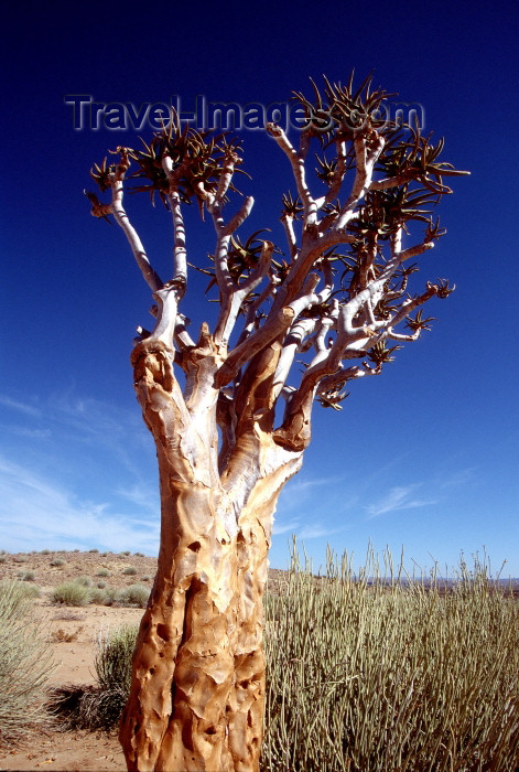 namibia88: Namibia - Keetmanshoop, Karas Region: Quiver trees - Kokerboom - Aloe dichotoma - photo by G.Friedman - (c) Travel-Images.com - Stock Photography agency - Image Bank