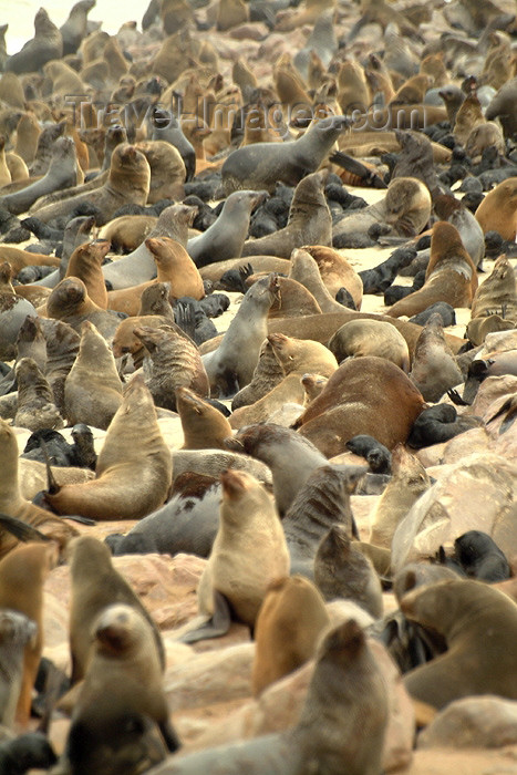 namibia9: Cape Cross Seal Reserve - Skeleton coast NP, Erongo region, Namibia: colony of southern fur seals - Arctocephalus pusillus - photo by J.Banks - (c) Travel-Images.com - Stock Photography agency - Image Bank