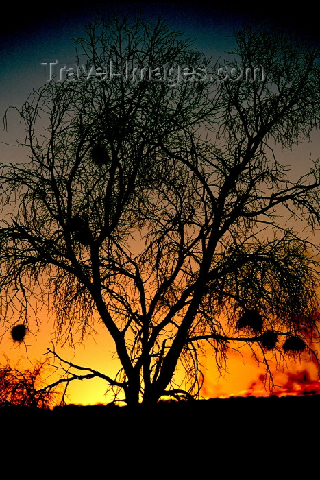 namibia95: Namibia - Sunset -weaverbird nests - photo by G.Friedman - (c) Travel-Images.com - Stock Photography agency - Image Bank