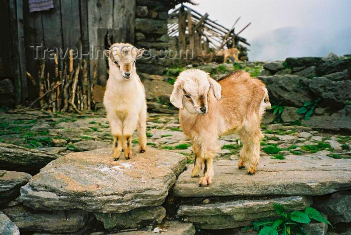 nepal1: Nepal - Kathmandu valley: baby goats - kids - photo by J.Kaman - (c) Travel-Images.com - Stock Photography agency - Image Bank