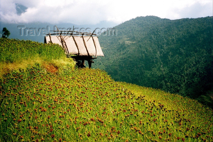 nepal100: Nepal - Annapurna region: hut on a hill - photo by G.Friedman - (c) Travel-Images.com - Stock Photography agency - Image Bank