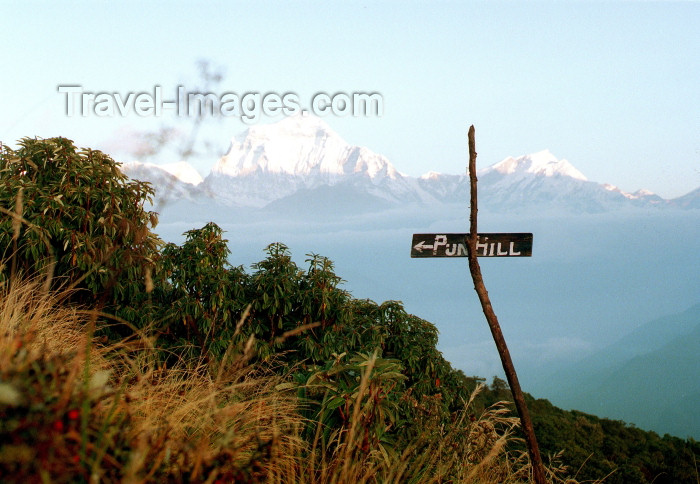 nepal104: Ghorepani, Parbat district, Dhawalagiri zone, Nepal: climbing to Pun hill / Poon hill - Annapurna region - photo by G.Friedman - (c) Travel-Images.com - Stock Photography agency - Image Bank
