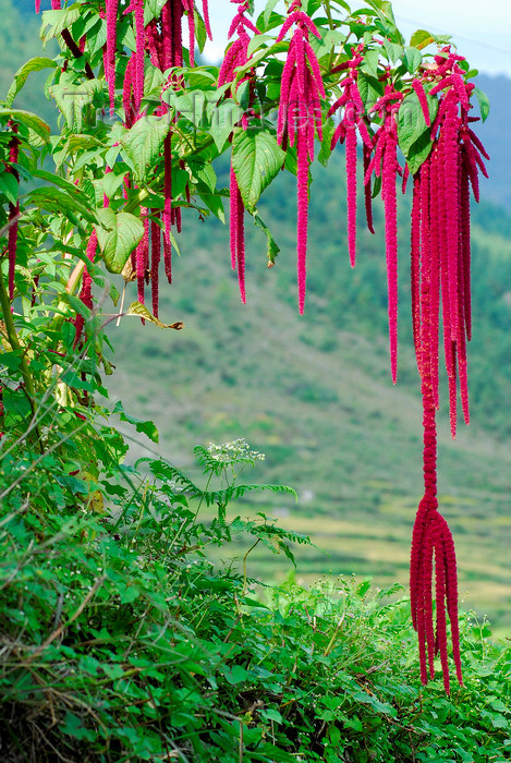 nepal107: Nepal - Langtang region - typical flowers of Langtang area - photo by E.Petitalot - (c) Travel-Images.com - Stock Photography agency - Image Bank