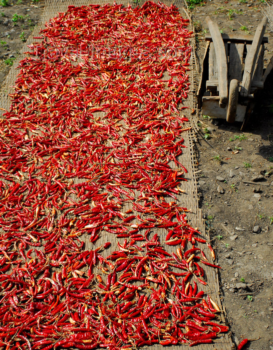 nepal108: Nepal - Langtang region - wheelbarrow near dry hot chili peppers - photo by E.Petitalot - (c) Travel-Images.com - Stock Photography agency - Image Bank
