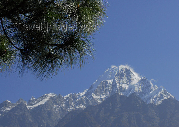 nepal112: Nepal - Langtang region - a pine tree in front of  mountain landscape - Langtang  NP - photo by E.Petitalot - (c) Travel-Images.com - Stock Photography agency - Image Bank