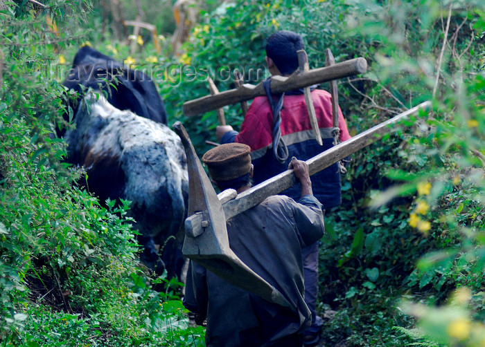 nepal115: Nepal - Langtang region - ploughmen carrying a plough to the fields - agriculture - photo by E.Petitalot - (c) Travel-Images.com - Stock Photography agency - Image Bank