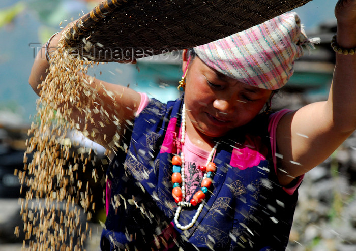 nepal119: Nepal - Langtang region - woman using wind to separate grain and dust - photo by E.Petitalot - (c) Travel-Images.com - Stock Photography agency - Image Bank