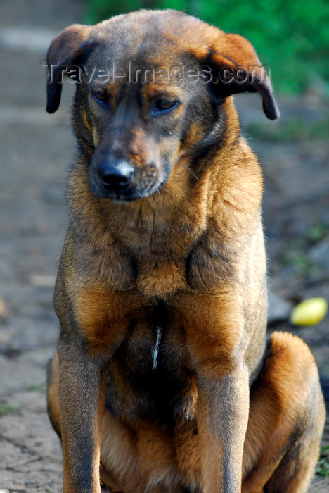 nepal121: Nepal - Langtang region - Tibetan dog sitting - photo by E.Petitalot - (c) Travel-Images.com - Stock Photography agency - Image Bank