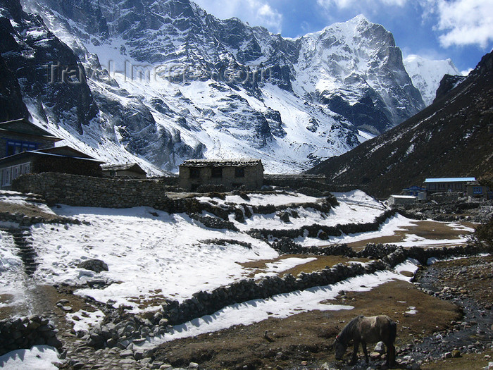 nepal13: Nepal - Thame - Khumbu region: living in the slopes - Everest Base Camp Trek - photo by M.Samper - (c) Travel-Images.com - Stock Photography agency - Image Bank