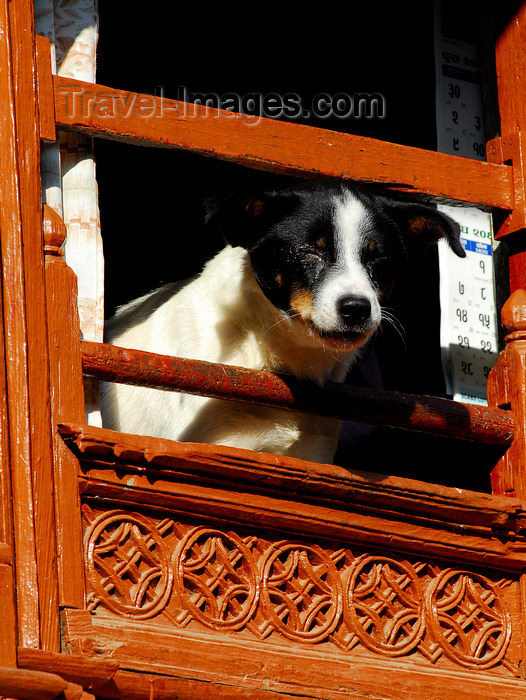 nepal134: Kathmandu, Nepal: a dog looking outside - wooden window frame - photo by E.Petitalot - (c) Travel-Images.com - Stock Photography agency - Image Bank