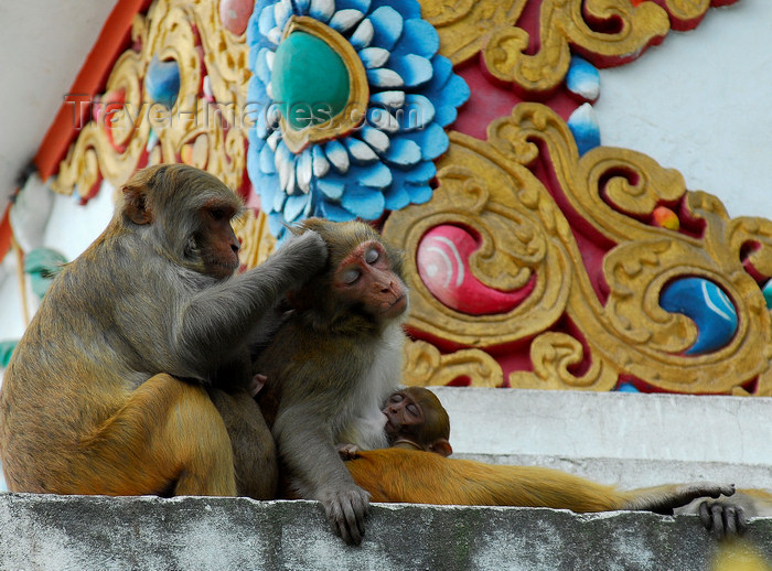 nepal137: Kathmandu, Nepal: monkey family at Swayanbunath temple - photo by E.Petitalot - (c) Travel-Images.com - Stock Photography agency - Image Bank