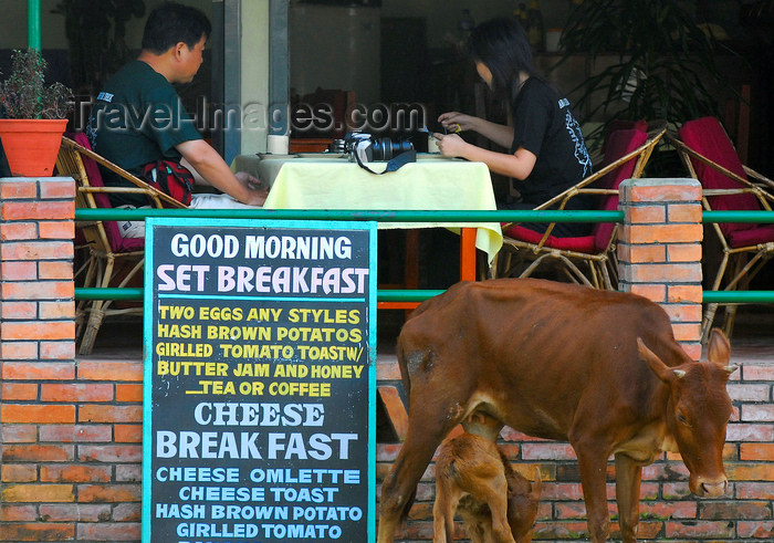 nepal160: Pokhara, Nepal: milk for breakfast - cow and her calf in a front of a restaurant - photo by E.Petitalot - (c) Travel-Images.com - Stock Photography agency - Image Bank