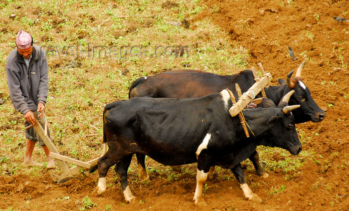 nepal164: Pokhara, Nepal: ploughman in a Pokhara field - oxen - Nepali agriculture - photo by E.Petitalot - (c) Travel-Images.com - Stock Photography agency - Image Bank