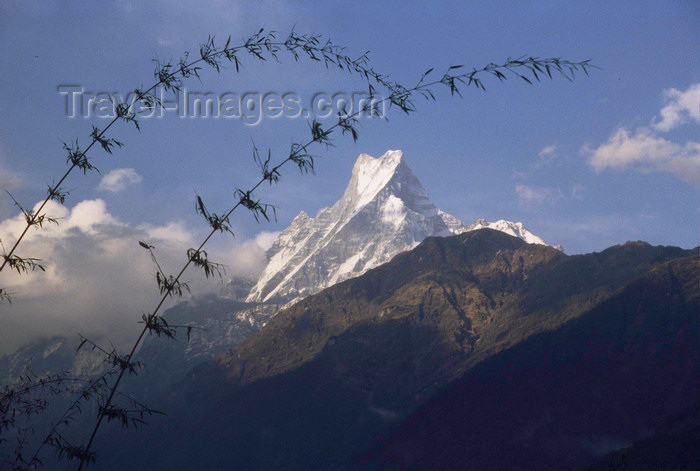 nepal167: Pokhara, Nepal: Annapurna range - bamboo stems in front of Machapuchare Mountain - photo by E.Petitalot - (c) Travel-Images.com - Stock Photography agency - Image Bank