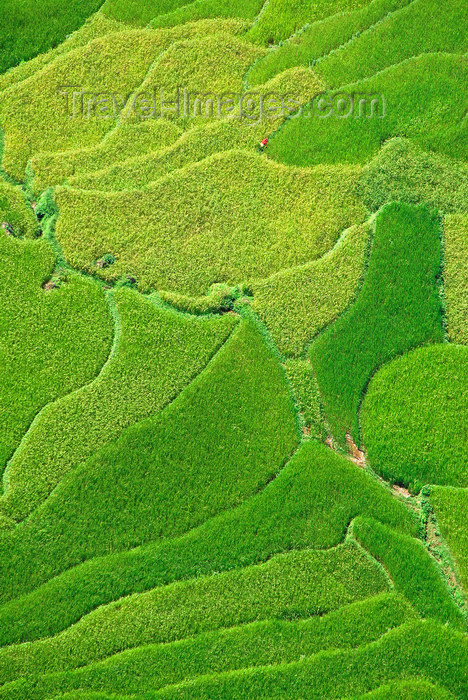 nepal173: Nepal, Pokhara: rice field terraces from above - photo by J.Pemberton - (c) Travel-Images.com - Stock Photography agency - Image Bank