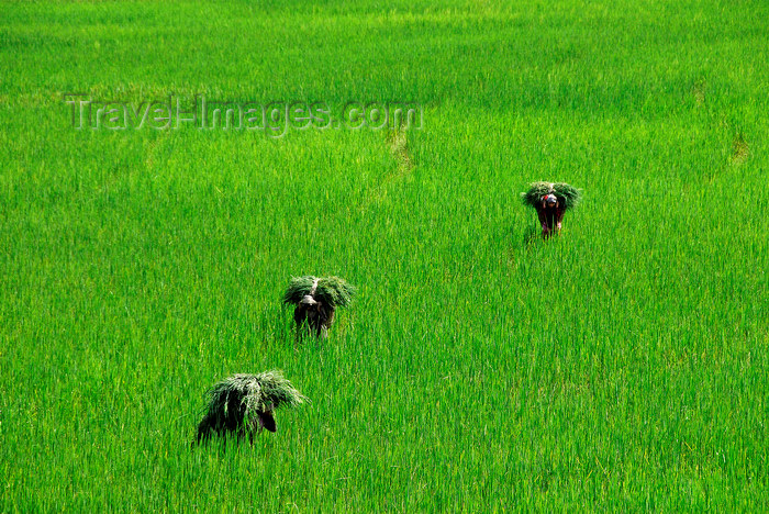 nepal175: Nepal, Pokhara: farmers carrying feed through rice fields - photo by J.Pemberton - (c) Travel-Images.com - Stock Photography agency - Image Bank