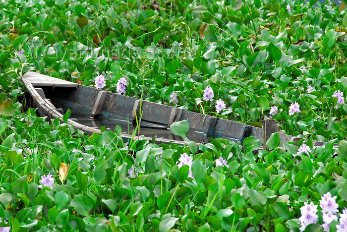 nepal177: Nepal, Pokhara: half-sunk boat in water lillies - photo by J.Pemberton - (c) Travel-Images.com - Stock Photography agency - Image Bank