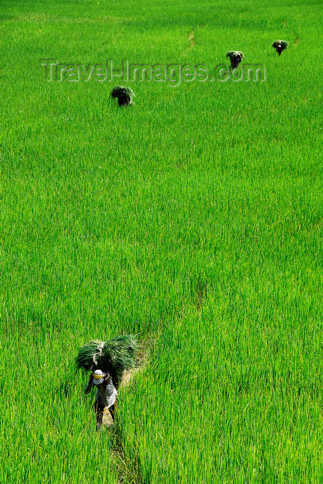 nepal178: Nepal, Pokhara: men carrying feed through rice fields - photo by J.Pemberton - (c) Travel-Images.com - Stock Photography agency - Image Bank