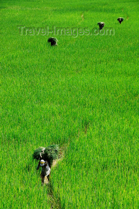 nepal178: Nepal, Pokhara: men carrying feed through rice fields - photo by J.Pemberton - (c) Travel-Images.com - Stock Photography agency - Image Bank