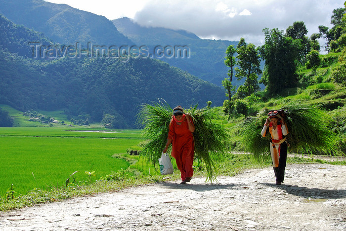 nepal179: Nepal, Pokhara: two women carrying feed along a road next to fields and mountains - photo by J.Pemberton - (c) Travel-Images.com - Stock Photography agency - Image Bank