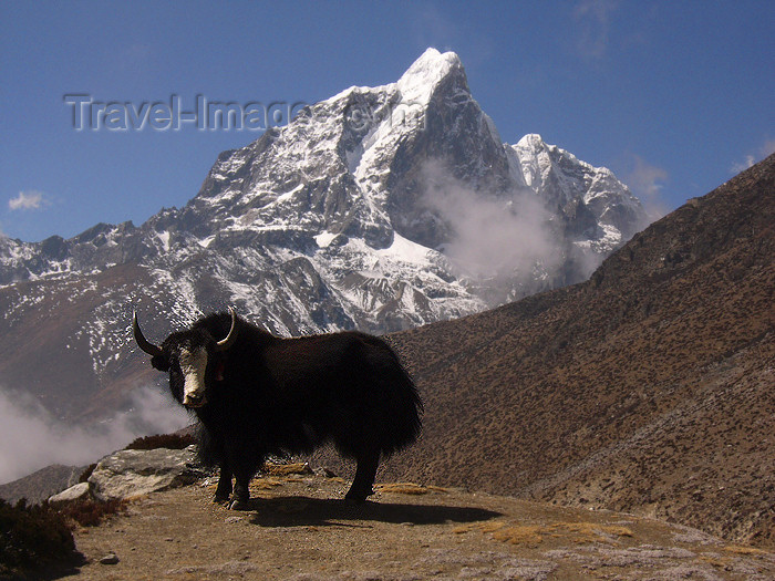 nepal18: Nepal - Dingboche - Khumbu region: yak - Bos grunniens - Everest Base Camp Trek - photo by M.Samper - (c) Travel-Images.com - Stock Photography agency - Image Bank