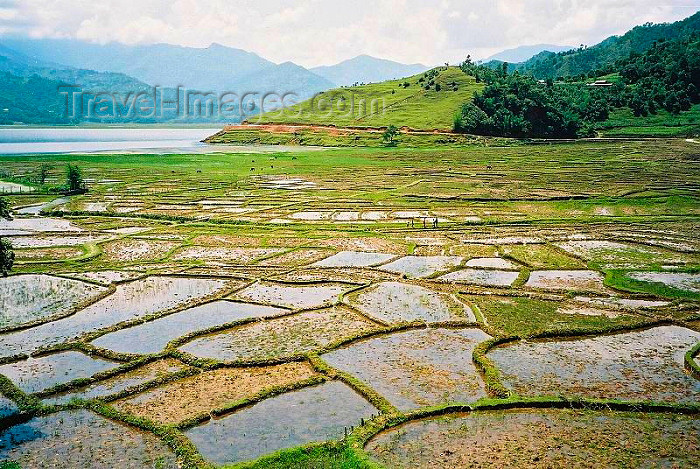 nepal2: Nepal - Kathmandu valley: rice paddies - Asian farming - photo by J.Kaman - (c) Travel-Images.com - Stock Photography agency - Image Bank