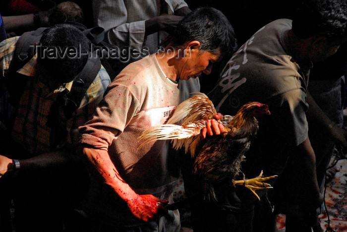 nepal226: Kathmandu valley, Nepal: Dakshinkali temple complex - sacrificing a chicken - according to mythology the Goddess Durga killed the demon and drank the blood of animals - photo by J.Pemberton - (c) Travel-Images.com - Stock Photography agency - Image Bank