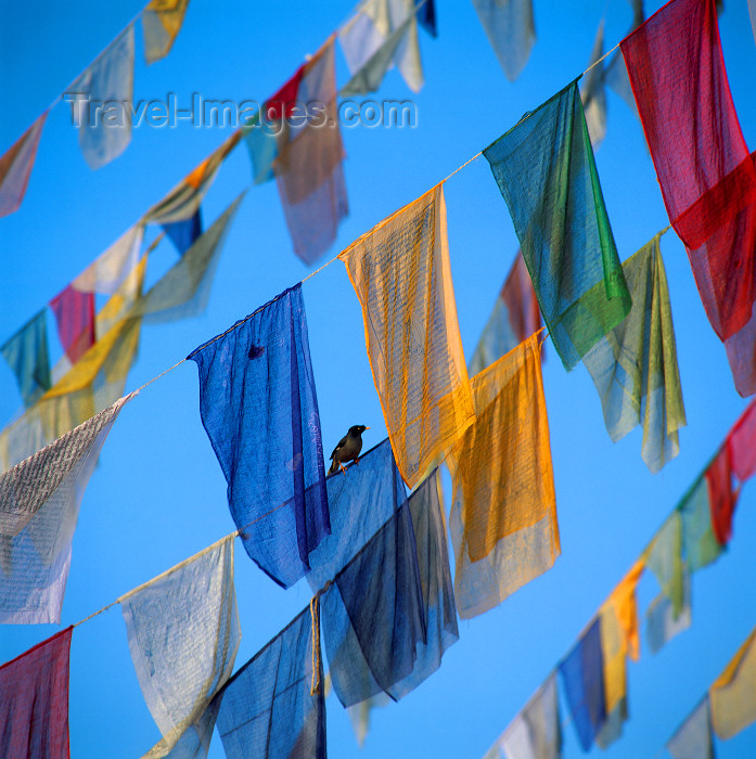 nepal236: Kathmandu, Nepal: bird and prayer flags - Vajrayana Buddhism - photo by W.Allgöwer - (c) Travel-Images.com - Stock Photography agency - Image Bank