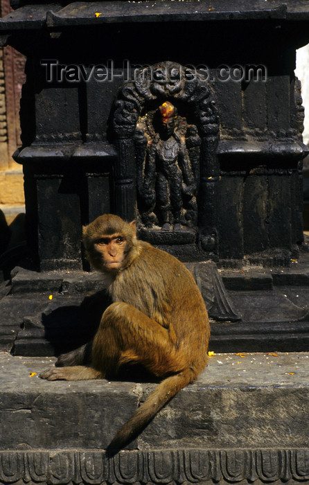 nepal240: Kathmandu valley, Nepal: Swayambunath temple - Rhesus Macaque - Macaca mulatta - photo by W.Allgöwer - (c) Travel-Images.com - Stock Photography agency - Image Bank