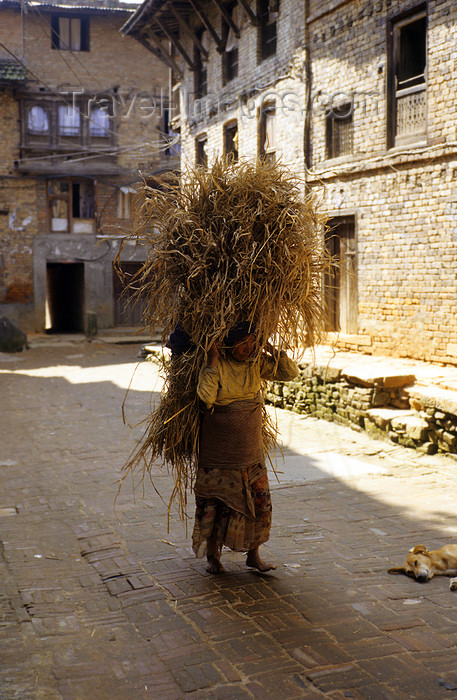 nepal258: Kirtipur, Kathmandu valley, Nepal: old peasant woman transporting hay - photo by W.Allgöwer - (c) Travel-Images.com - Stock Photography agency - Image Bank